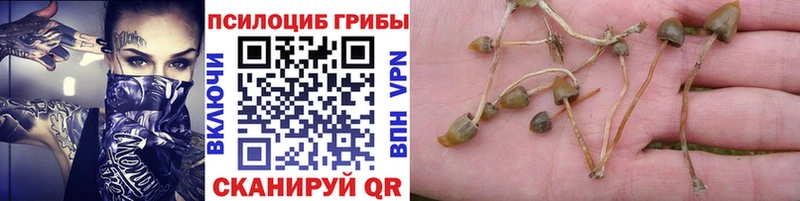 Псилоцибиновые грибы GOLDEN TEACHER  Купить где  Каменск-Уральский 